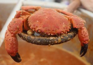 Grmal, grmalj, grancipor, grancipover, kosmač, kosmej, runjavac, žbirac..