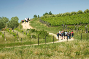 Istria Wine and Walk spaja vrhunska vina i ljepote prirode