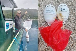 Znanstvenici postavili kolektore za ličinke plemenite periske u NP Mljet