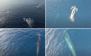 KAKAV VIDEO! Desetak kitova snimljeno kod otoka Visa: "Dvije skupine spojile se u jednu"