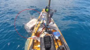 VIDEO Nadrealna snimka morskog psa koji napada kajakaša