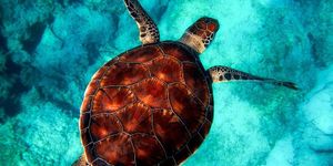 Cilj "30×30" - Zaštititi 30% svjetskih mora do 2030. godine