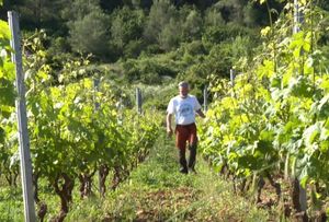 Višanin uspio vratiti u život autohtonu lozu Palagružonku