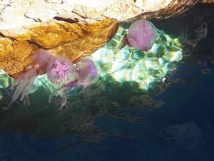 Na Mljetu uočena meduza koja svijetli u mraku, no susret s njom je bolan