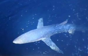 VIDEO Veliki morski pas u potrazi za hranom krenuo ka uzgajalištu kod Sveca: "Često svraćaju, a tune im onda naprave ovo"