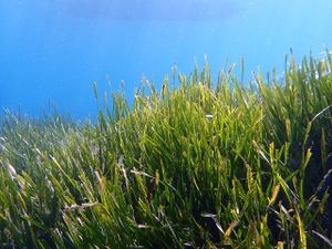 Roboti bi mogli pomoći u obnovi morske trave nestale uslijed klimatskih promjena