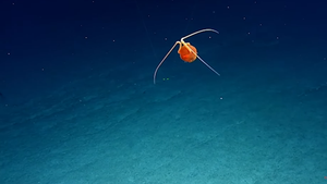 VIDEO Znanstvenici zaprepašteni nakon što su snimili meduzu viđenu samo jednom prije