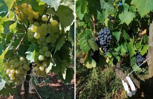 KULJENAČA I MRKUŠA Dvije autohtone sorte vinove loze s Mljeta uvrštene na Nacionalnu listu