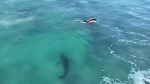 VIDEO Velika bijela psina od gotovo tri metra doplivala među surfere