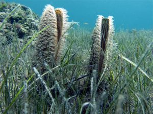 Akcija Ministarstva gospodarstva i održivog razvoja "Jeste li ih vidjeli?"