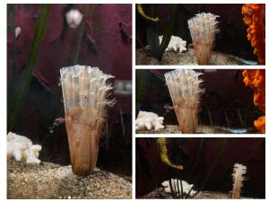 Beba plemenite periske u Aquariumu Dubrovnik pravi društvo morskom konjicu