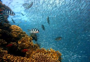Novim projektima do brojnih koristi - Čak 106 milijuna eura za zaštitu oceana i voda