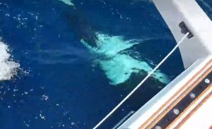 VIDEO Orke napale hrvatski brod kod Gibraltara!