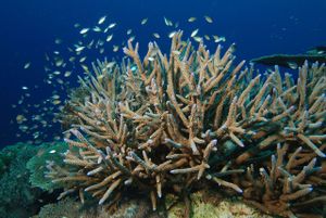 Ovaj tjedan globalne temperature oceana dosegle svoj rekord