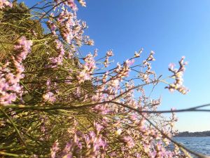 Morska lavanda voli ljeto, sunce i more, baš kao i ljudi - Nažalost postaje sve rjeđa
