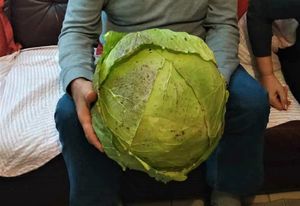 Metkovac ubrao glavu kupusa tešku 7 kg!