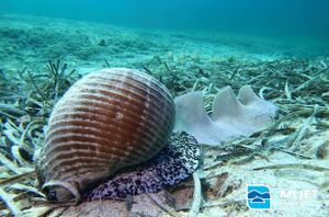 VIDEO Fascinantni prizori snimljeni u podmorju Nacionalnog parka Mljet