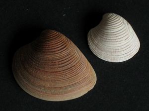 Hrvatski znanstvenici otkrili da ova vrsta školjke u Jadranu živi znatno dulje, nego li se mislilo!