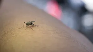 Borite se s komarcima? Možda bi vam mogli pomoći ovi domaći recepti