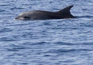 FOTO Ponovno je viđena Vivi – ‘Kraljica skokova viških voda’