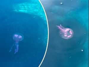 Čitatelj: "Sin mi je imao bolno iskustvo s ovom meduzom na Lastovu"