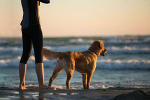 Na Šolti se pomlatili zbog psa kojeg je par doveo na plažu