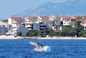 Ljude u Mandrama oduševio ovaj dupin
