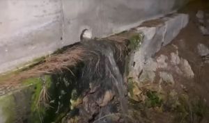 Fekalije u bračkoj uvali Osibova, ispod resorta Gava
