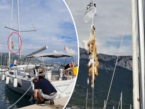 DEGUTANTNO Objesili lešinu lisice na jarbol jedrilice