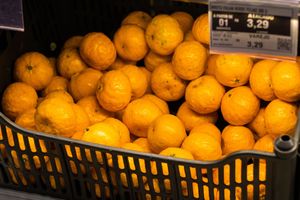 Trebate posao ove jeseni - berite mandarine na neretvanskim plantažama, a evo i kolike su dnevnice!