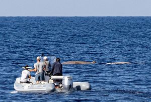 U Jadranu je započelo prvo istraživanje Cuvierovih kljunastih kitova i njihovo obilježavanje satelitskim odašiljačima