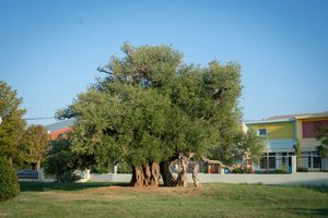 Odgađa se berba 1500 godina stare kaštelanske masline