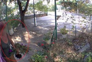 VIDEO Žena u kupaćem kostimu snimljena kako krade cvijeće iz dvorišta vikendice u šibenskom ljetovalištu Jadrija