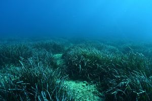 Znanstveno-stručni skup 'Prilagodbe na klimatske promjene i očuvanje morskih ekosustava Jadranskog mora'