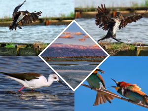 Povodom Svjetskog dana prebrojavanja ptica predstavljen priručnik 'Birds Of The Nin Lagoon'