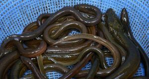 Objavljena Odluka o autorizaciji plovila za ribolov jegulje