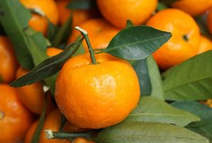 Stigle prve neretvanske mandarine: Na tržnicama 74 posto skuplje nego u dućanima