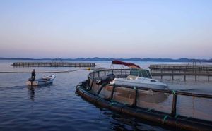 Kod otočića Bisage gliser uletio u Cromarisov kavez: "Ovo nije prvi put!"