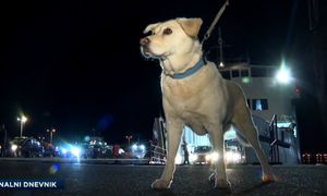 Novo pravilo Jadrolinije: "Velikim psima zabranjen prijevoz katamaranima!"