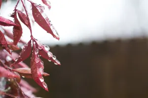Stižu li nam kiše jesenje? - Izgleda da se nazire kraj babljem ljetu