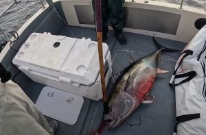 Uhvaćen kod Ždrelca s ilegalno ulovljene tri tune, a nije imao niti dozvolu za upravljanje brodicom!