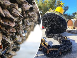 OTROVNA BUZARA Dagnje od kanalizacije