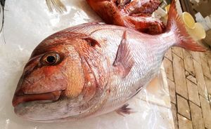 Na šibensku peškariju stigao zubatac težak 7,60 kilograma