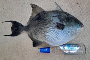 Ribolovci kod Pule ulovili egzotičnog kostoroga