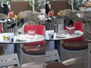 Malo je stala na kavu - u splitskom kafiću jedan neobično hrabar životinjski gost!