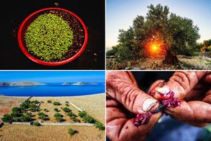 OLE OLEA Bolje marenda u masliniku nego banket u blitvi