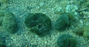 Vani se alge koriste i u industriji - Kako stoji Hrvatska?