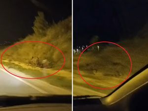 VIDEO Krdo divljih svinja trčalo noćas brzom kaštelanskom cestom
