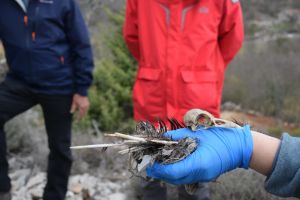 Spriječimo stradavanje ptica od strujnih udara! Pozivaju se volonteri s područja Istre i Kvarnera