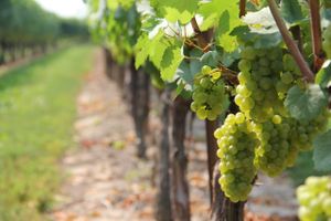 Unatoč teškoj godini, istarski vinari uspjeli proizvesti kvalitetna vina